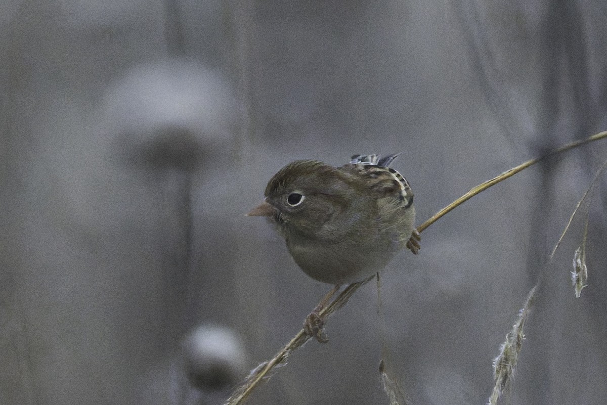 Bruant des champs - ML646367504