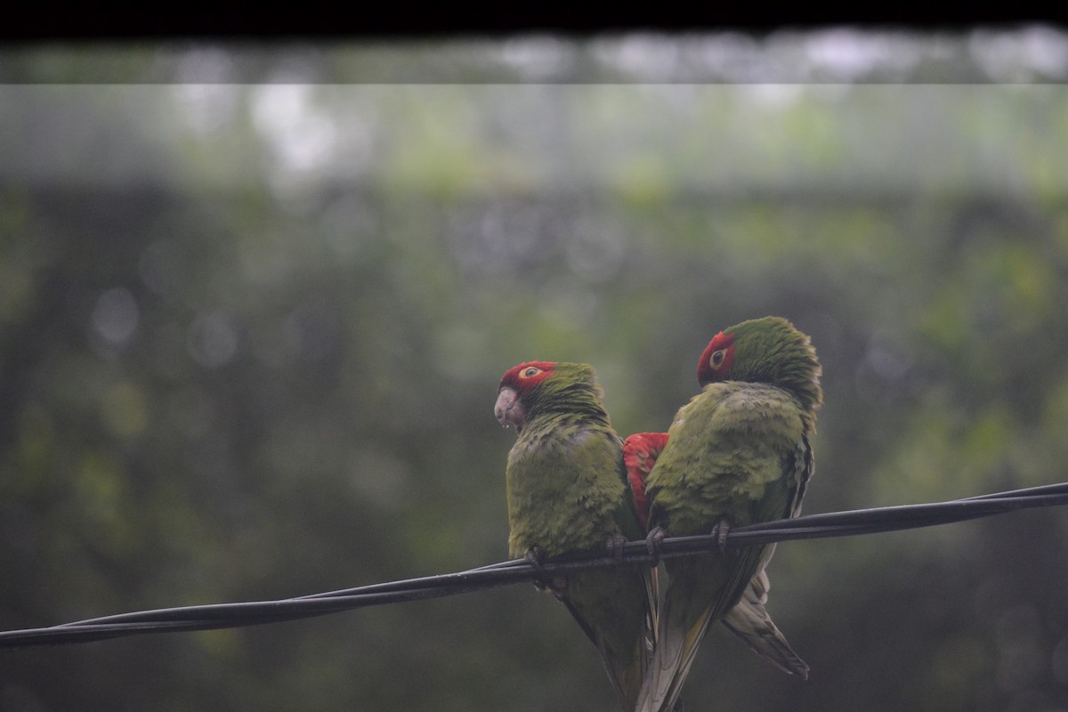 Red-masked Parakeet - ML646367511