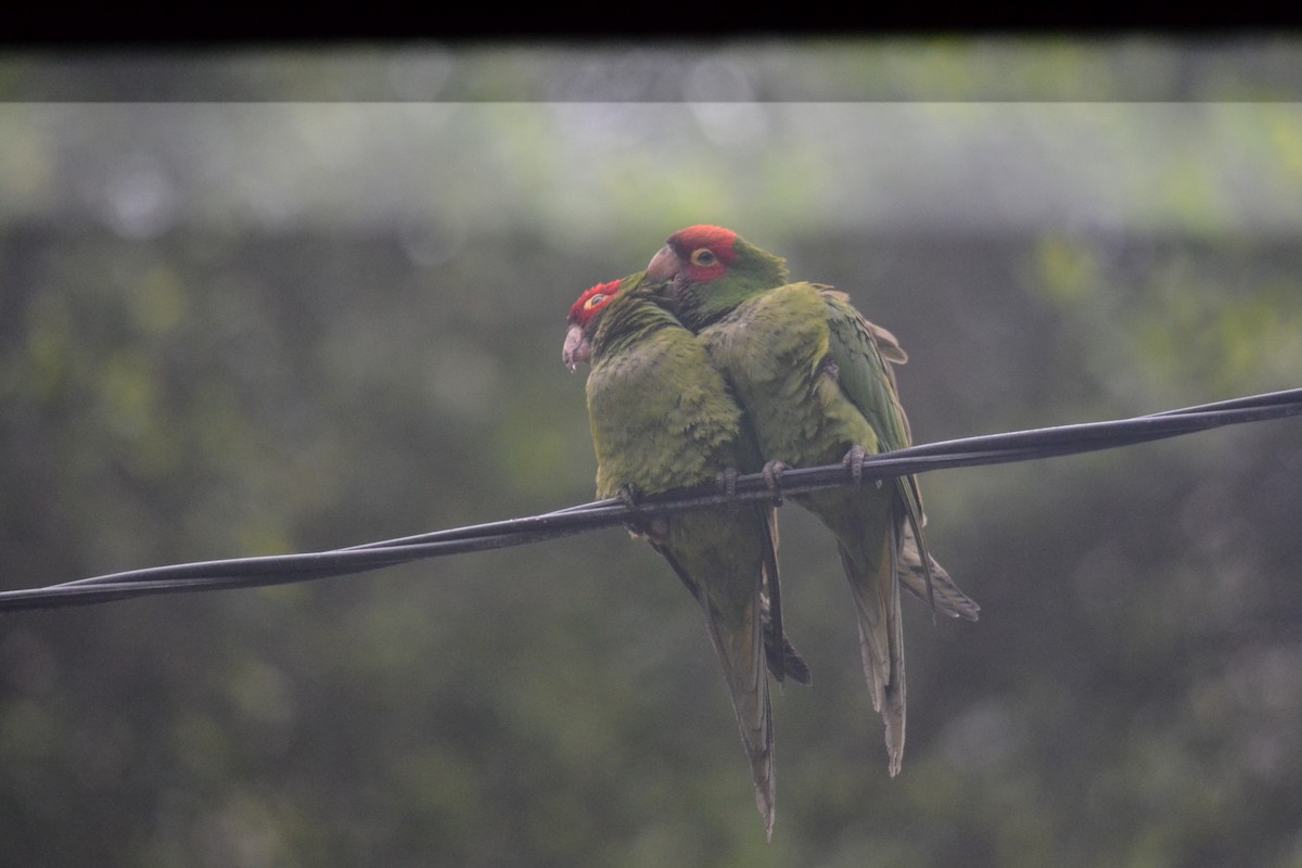 Red-masked Parakeet - ML646367512