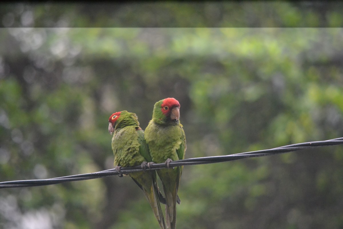 Red-masked Parakeet - ML646367513