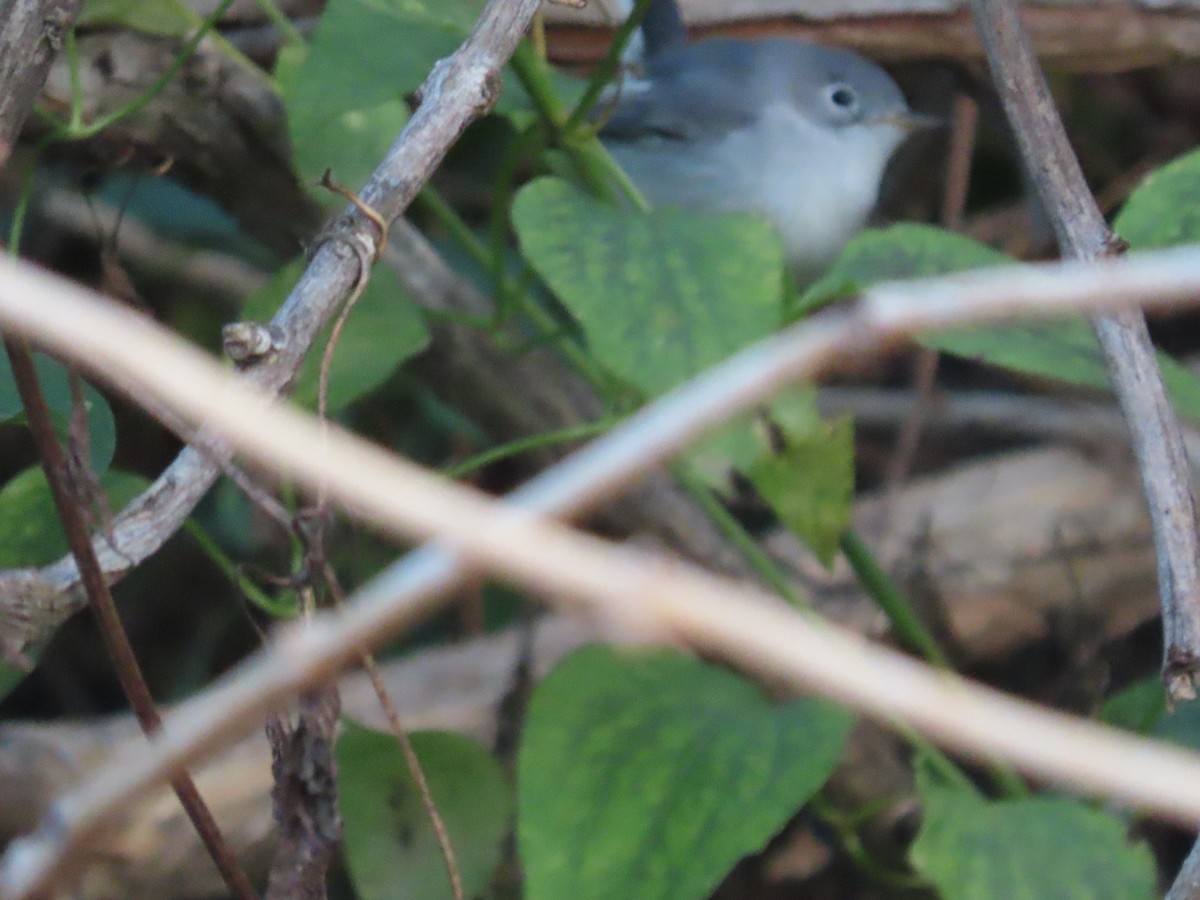 Blue-gray Gnatcatcher - ML646367514