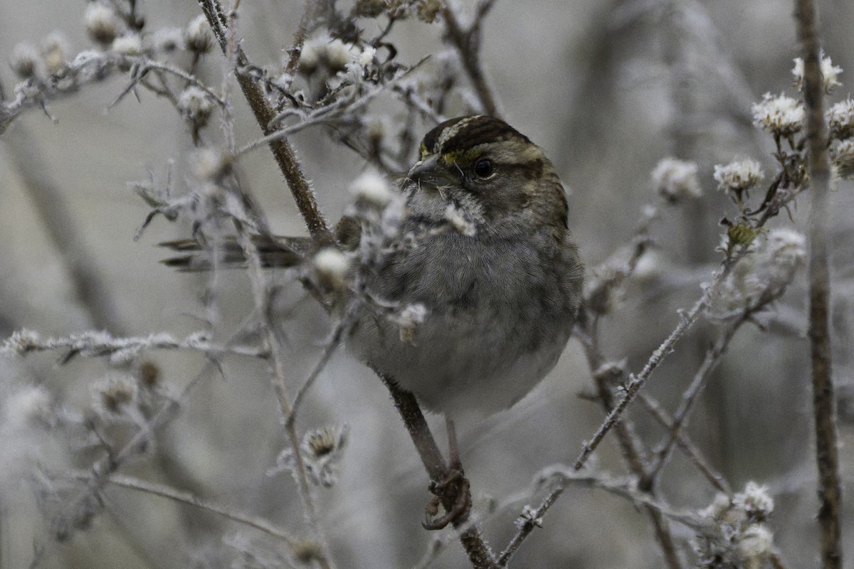 White-throated Sparrow - ML646367515