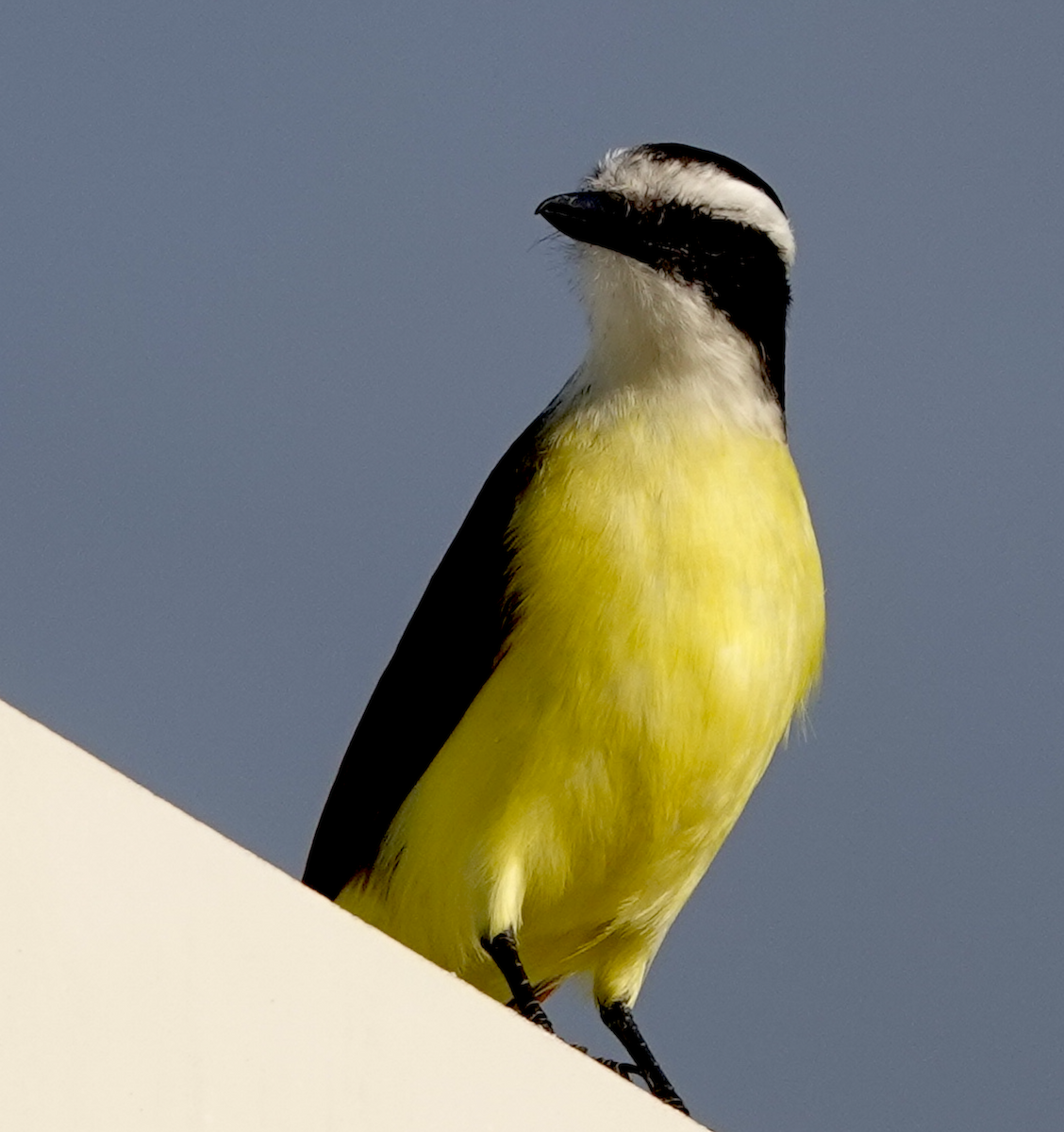 Great Kiskadee - ML646367517