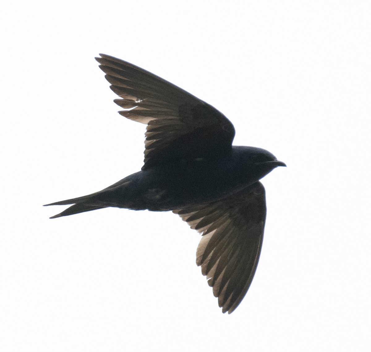 Purple Martin - ML646367519