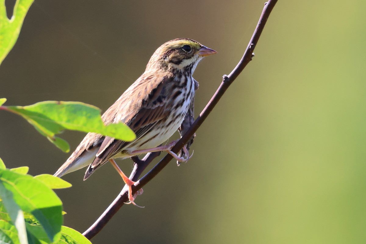 strnadec luční - ML646367528