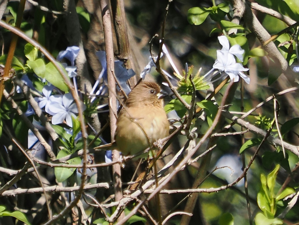 panenka muškátová - ML646367531