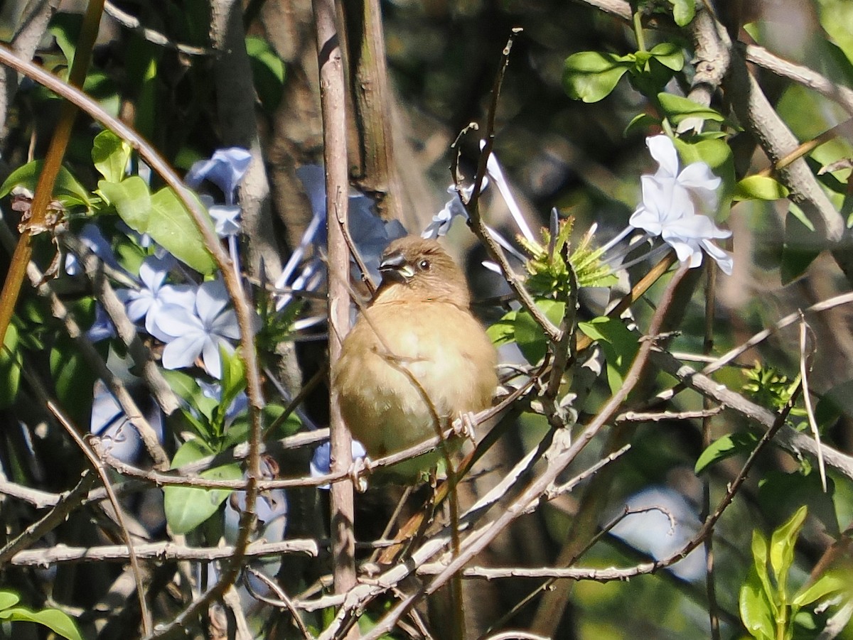 panenka muškátová - ML646367532