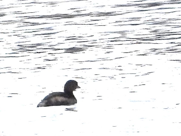 Pied-billed Grebe - ML646367534