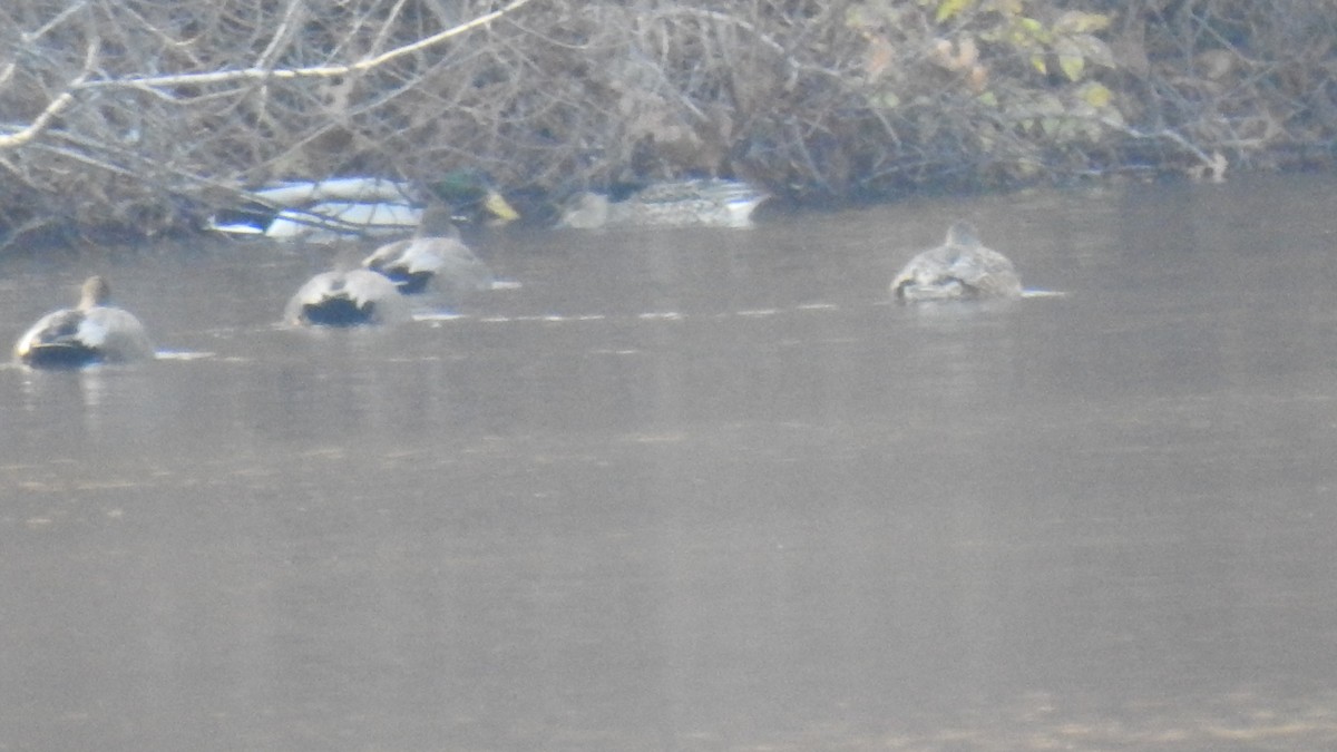 オカヨシガモ - ML646367535