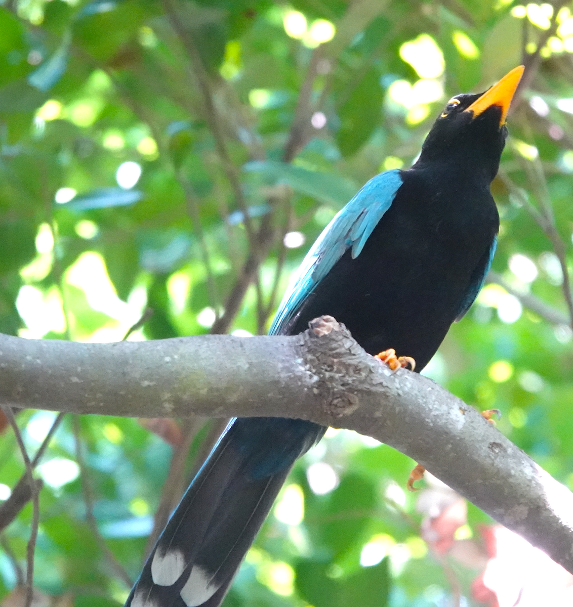 Yucatan Jay - ML646367536