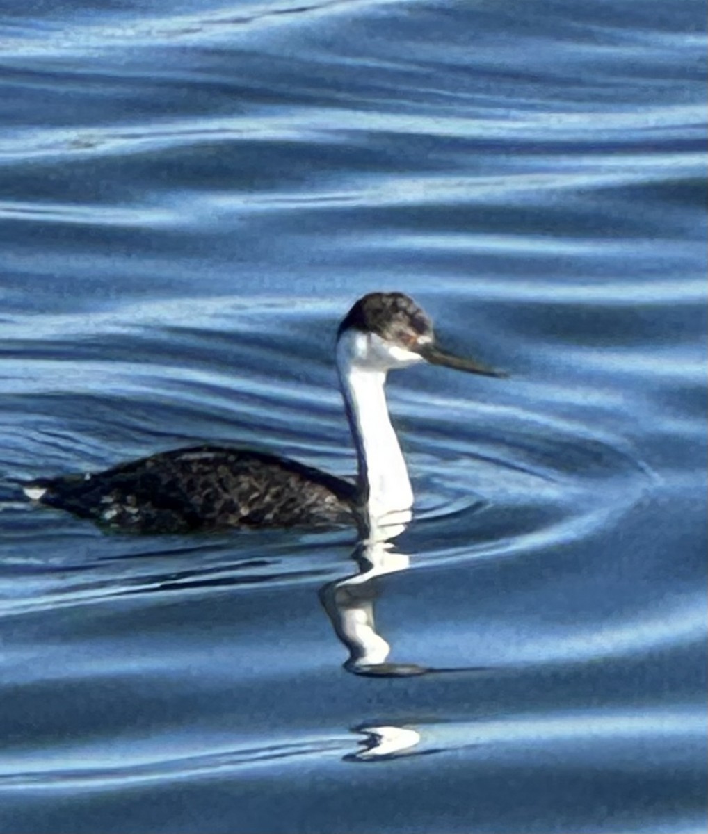 Western Grebe - ML646367537