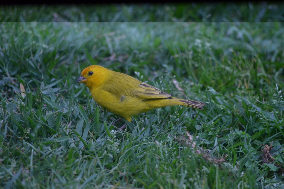 Saffron Finch - ML646367538