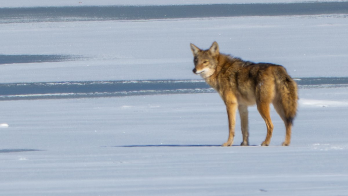 Coyote - ML646367539