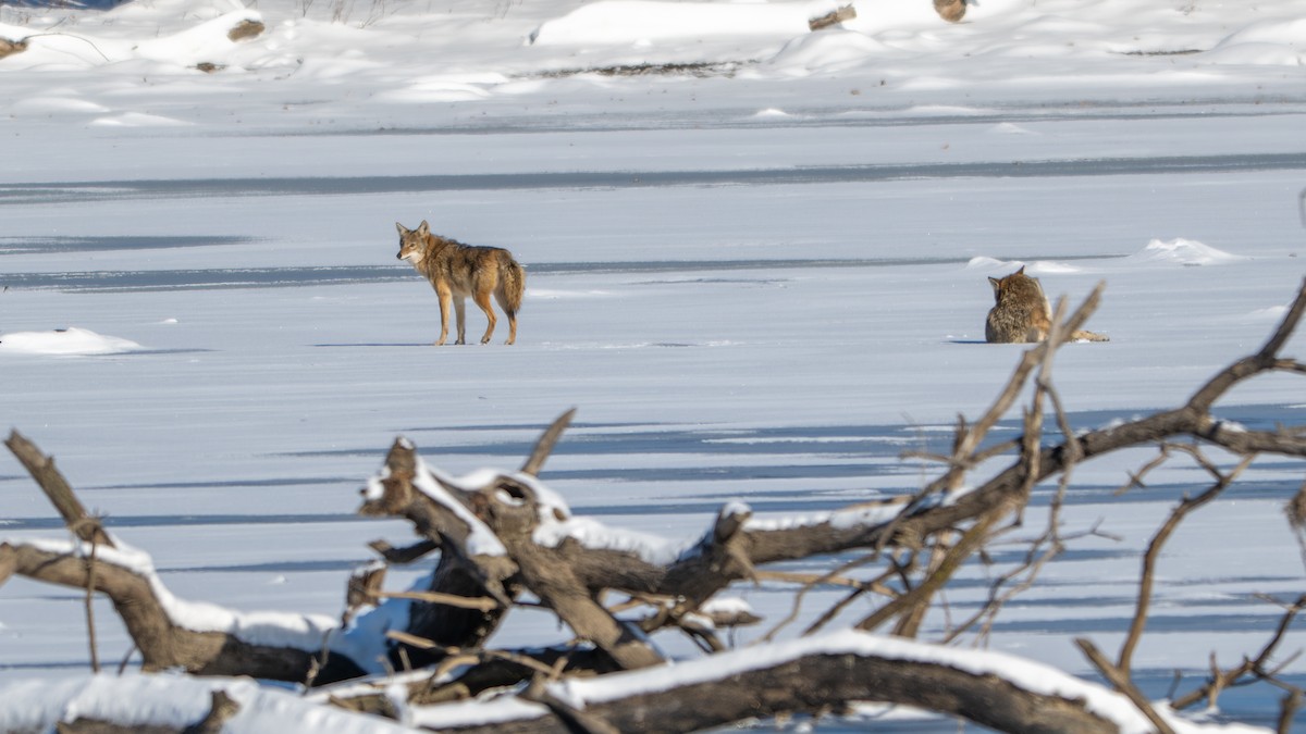 Coyote - ML646367541