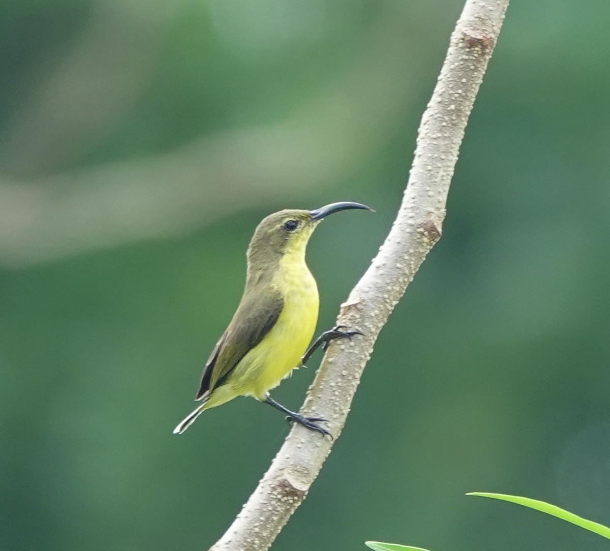 Garden Sunbird - ML646367542