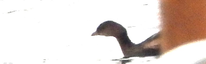Pied-billed Grebe - ML646367543