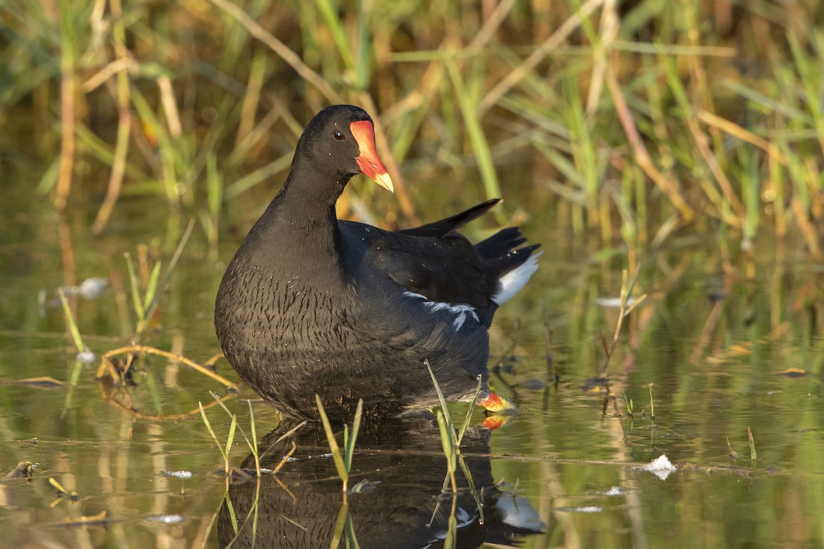 slípka americká - ML646367544