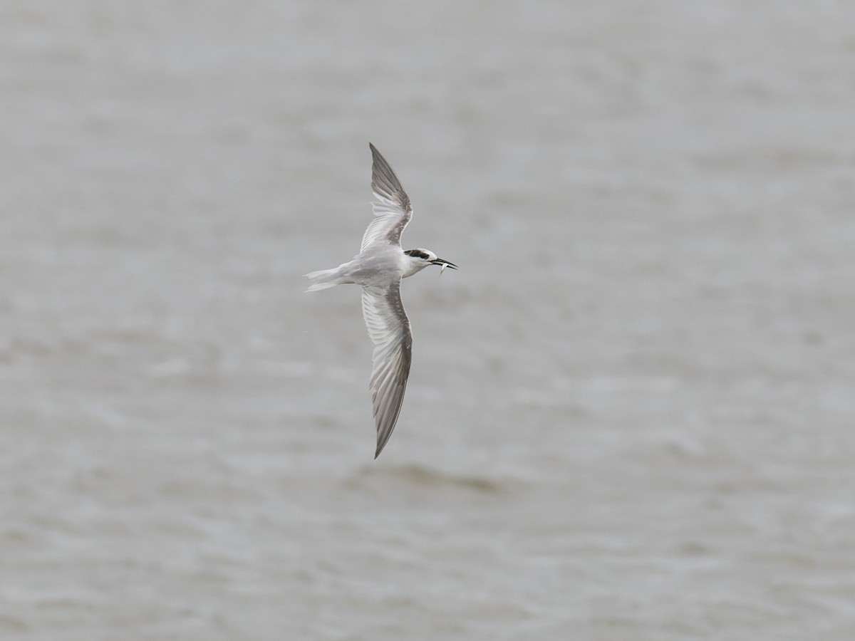 Flussseeschwalbe - ML646367545