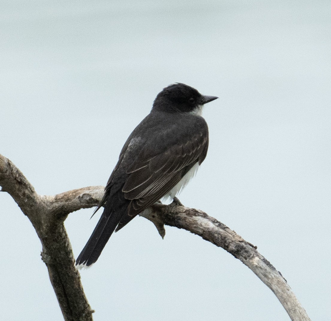 Tirano Oriental - ML646367546