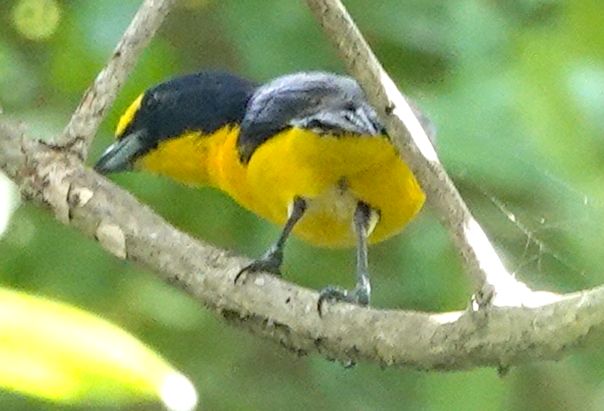 Yellow-throated Euphonia - ML646367550