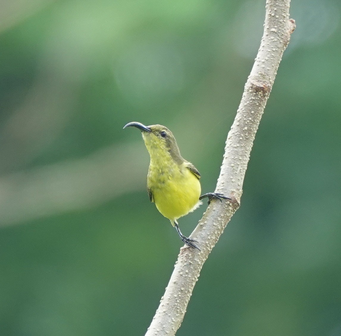 Garden Sunbird - ML646367551