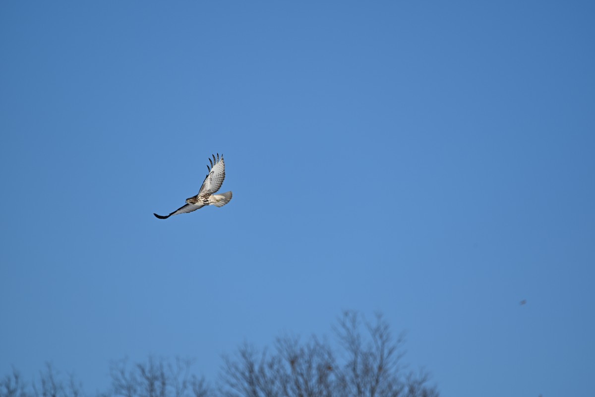 Red-tailed Hawk - ML646367553