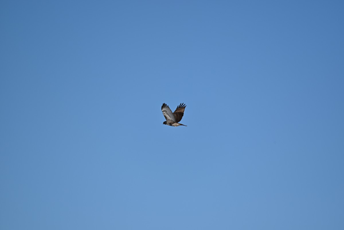 Red-tailed Hawk - ML646367554