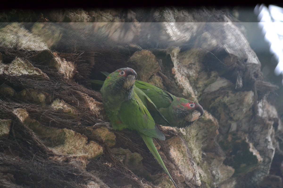 Mitred Parakeet - ML646367555