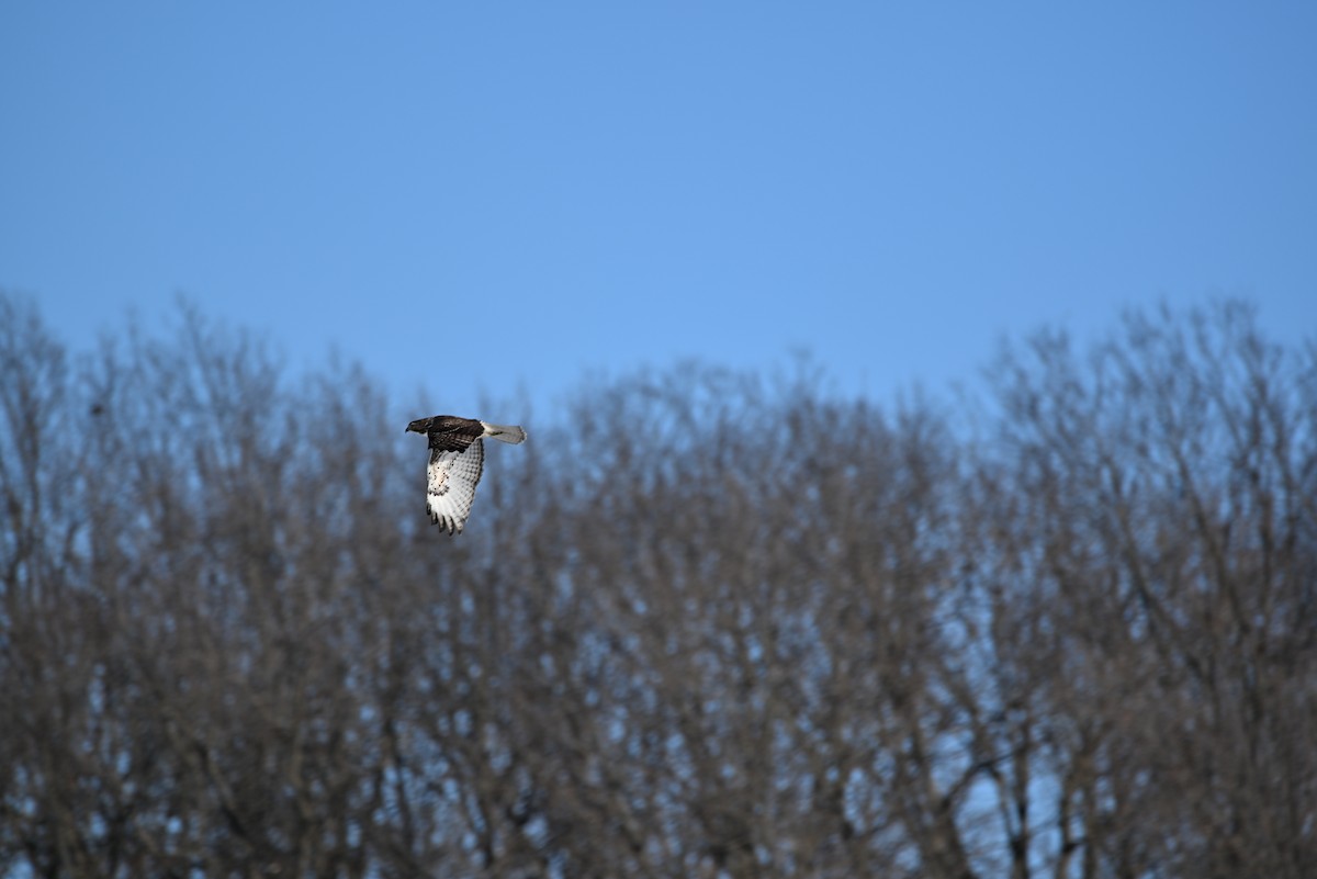 Red-tailed Hawk - ML646367556