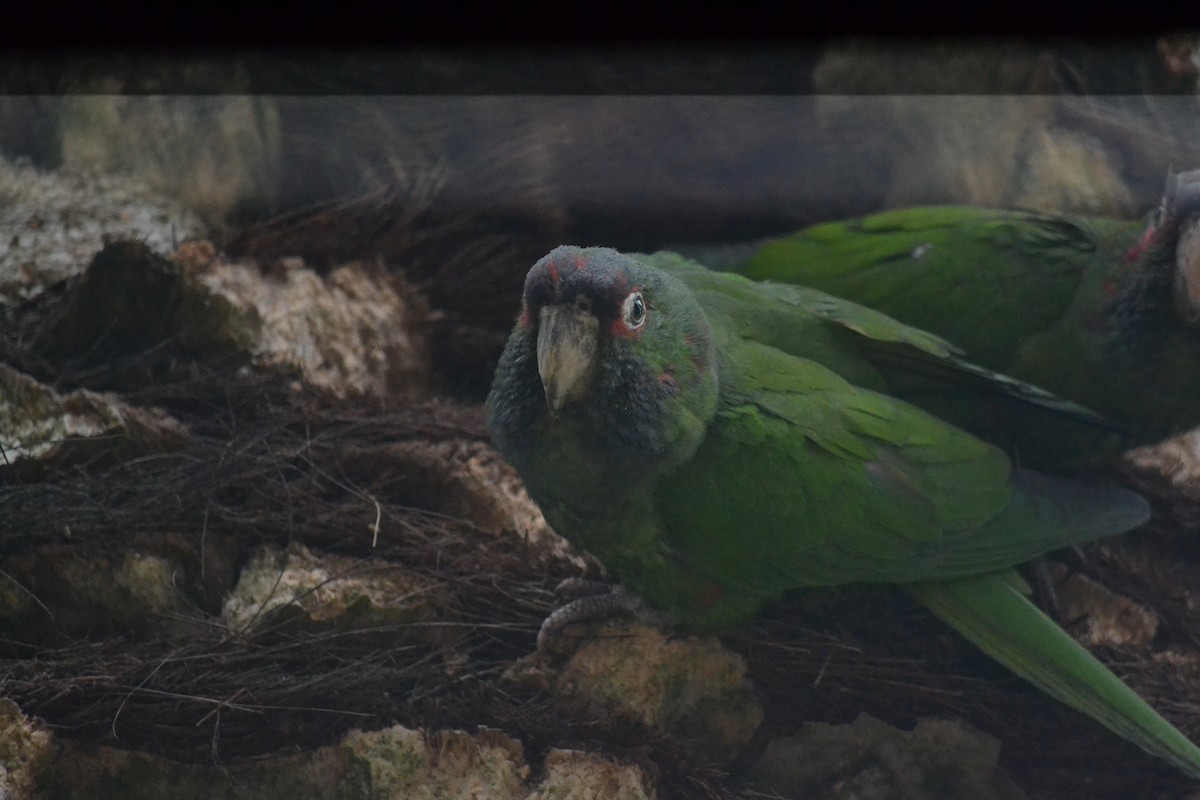 Mitred Parakeet - ML646367557