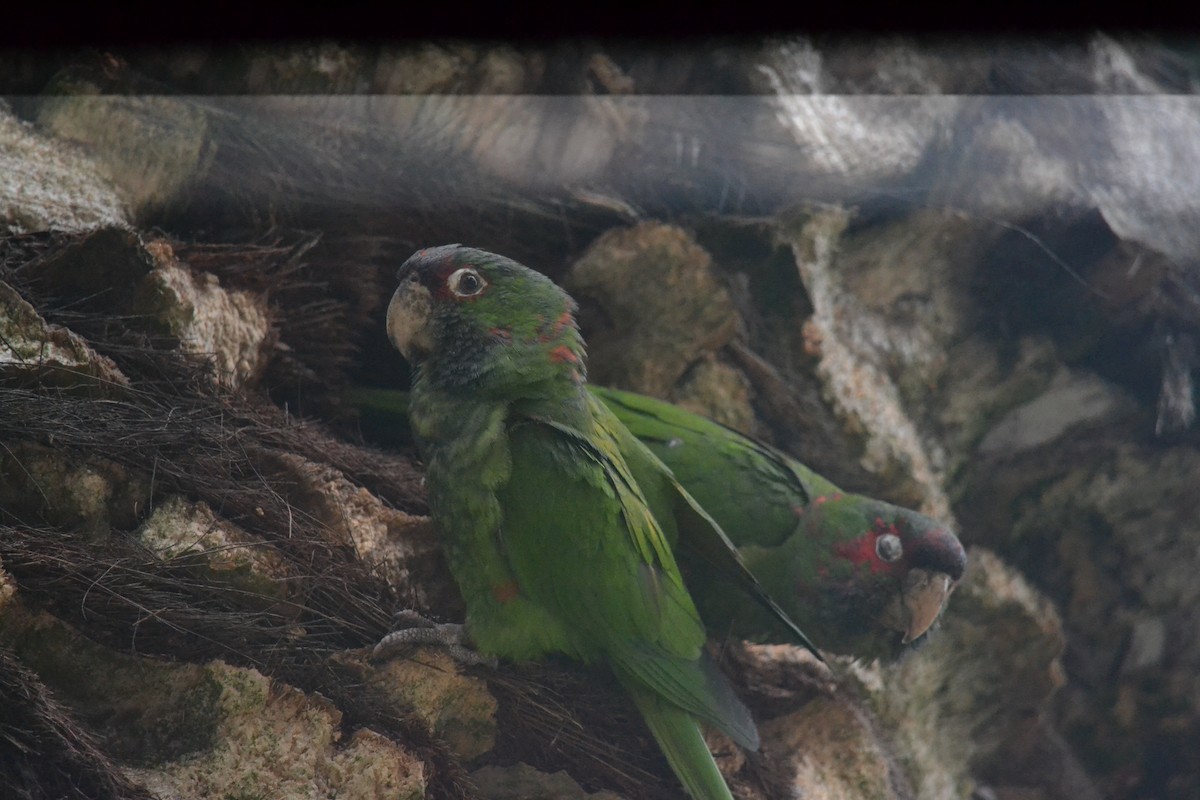 Mitred Parakeet - ML646367560