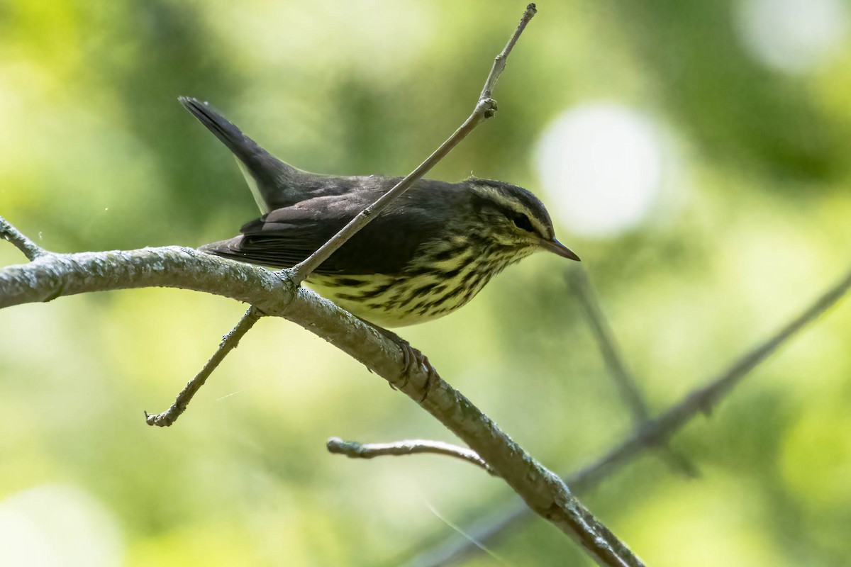 Northern Waterthrush - ML646367564