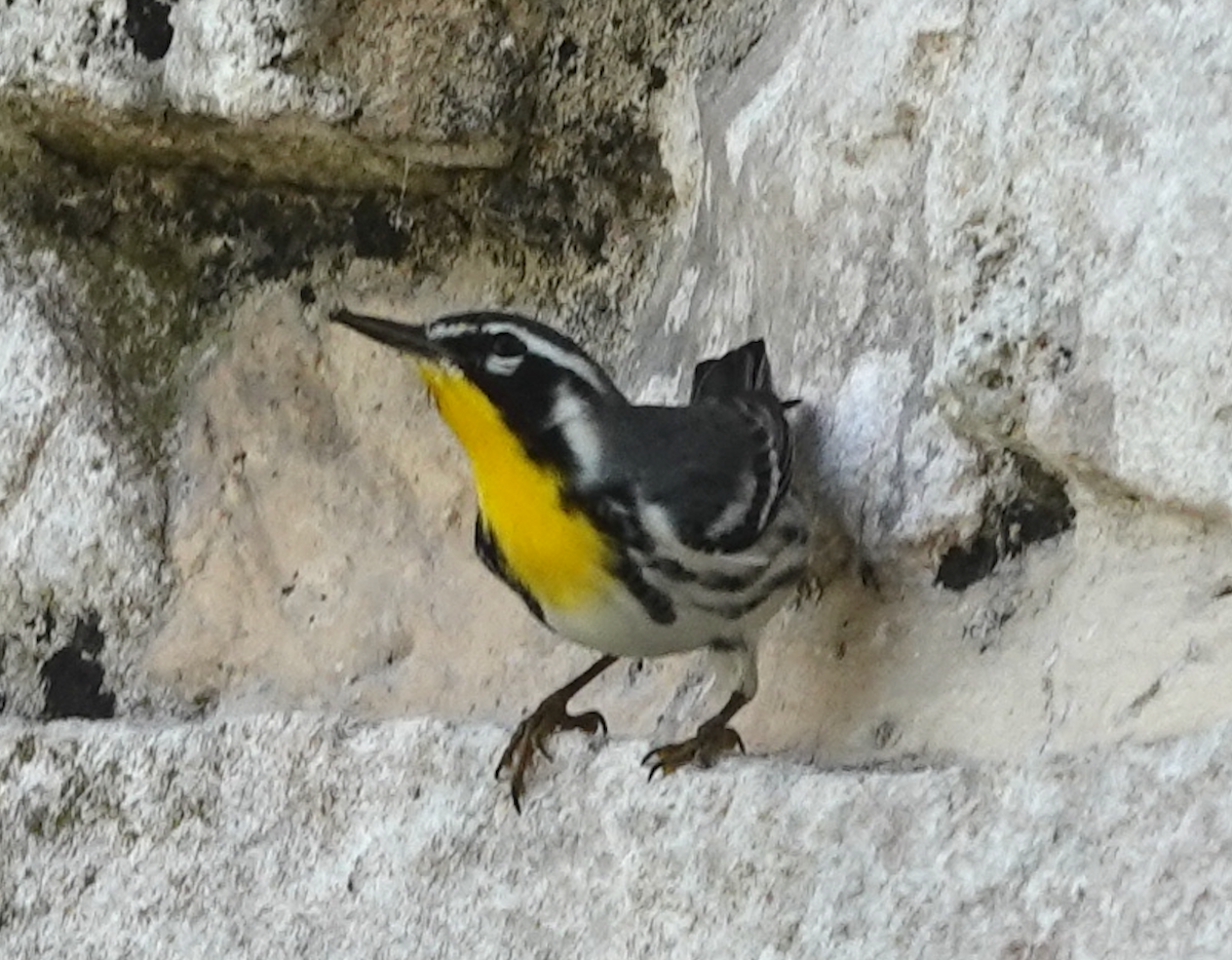 Goldkehl-Waldsänger - ML646367565