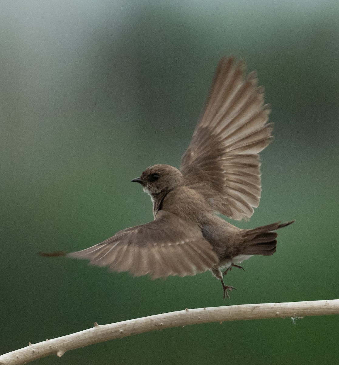 nordtaggsvale - ML646367566