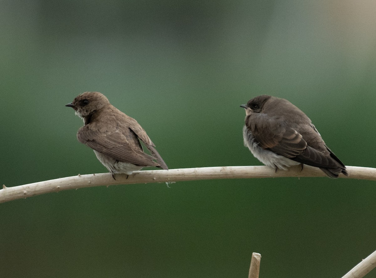 nordtaggsvale - ML646367567