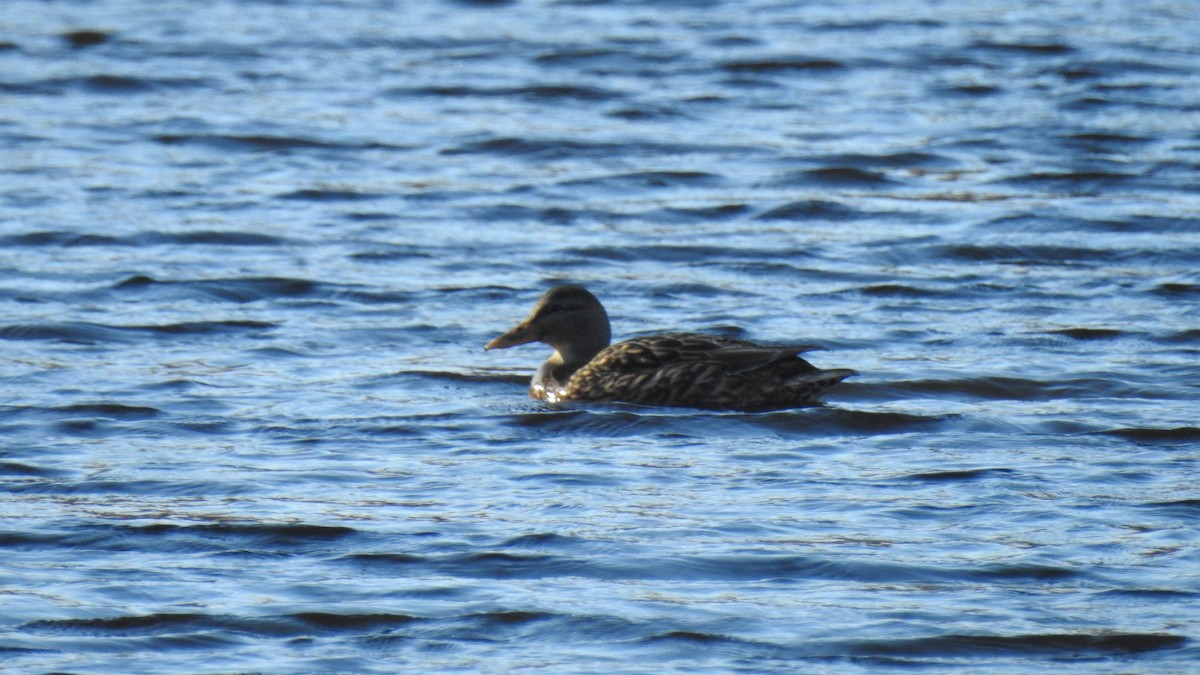 Mallard - ML646367568