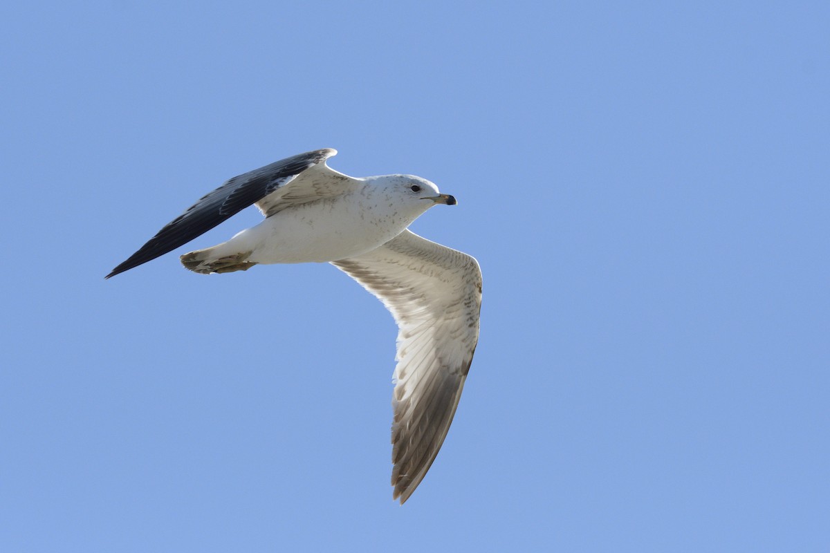 Ring-billed Gull - ML646367570