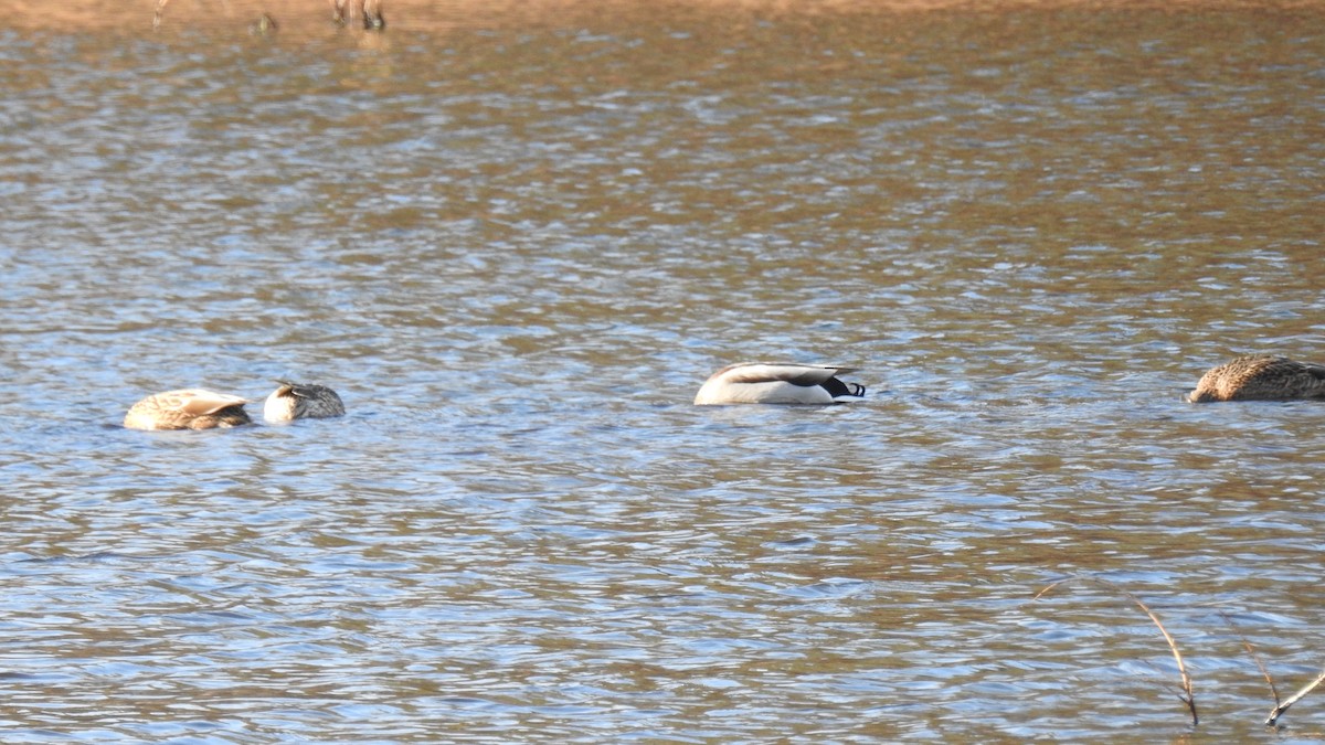 Mallard - ML646367576