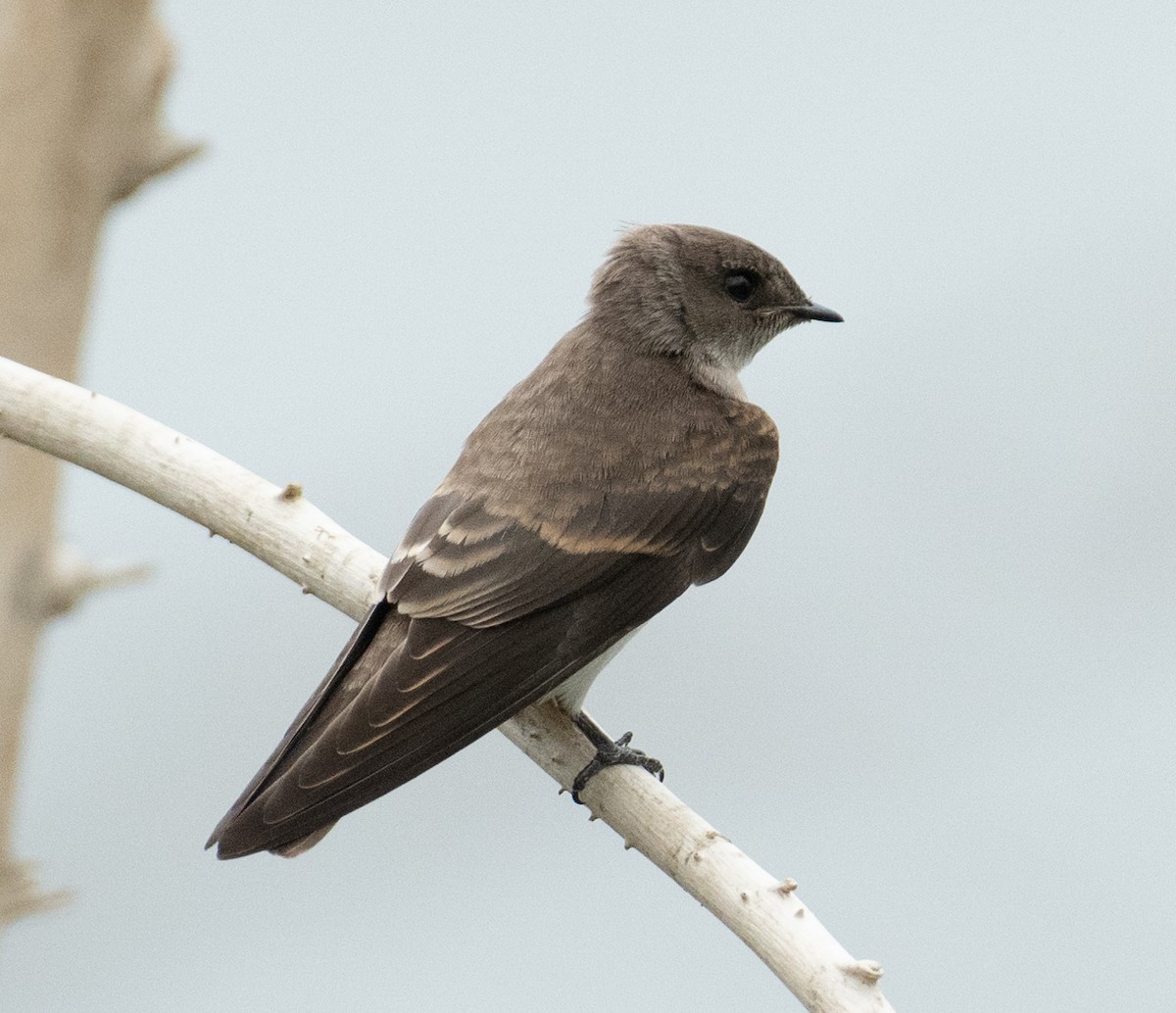 nordtaggsvale - ML646367578