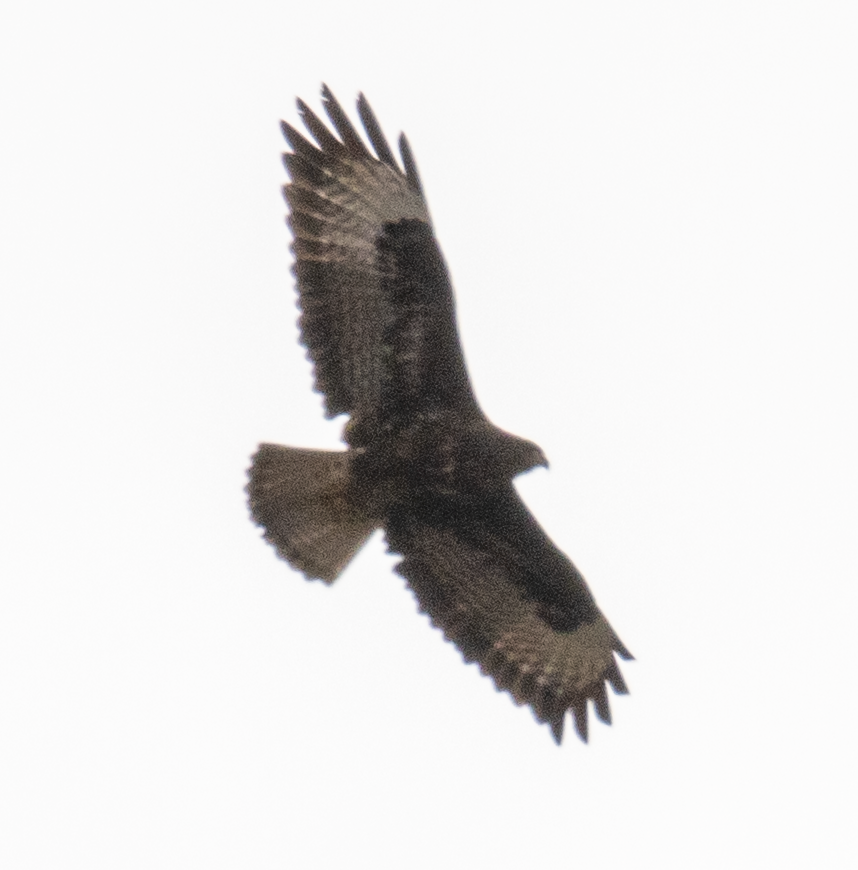 Common Buzzard - ML646367580
