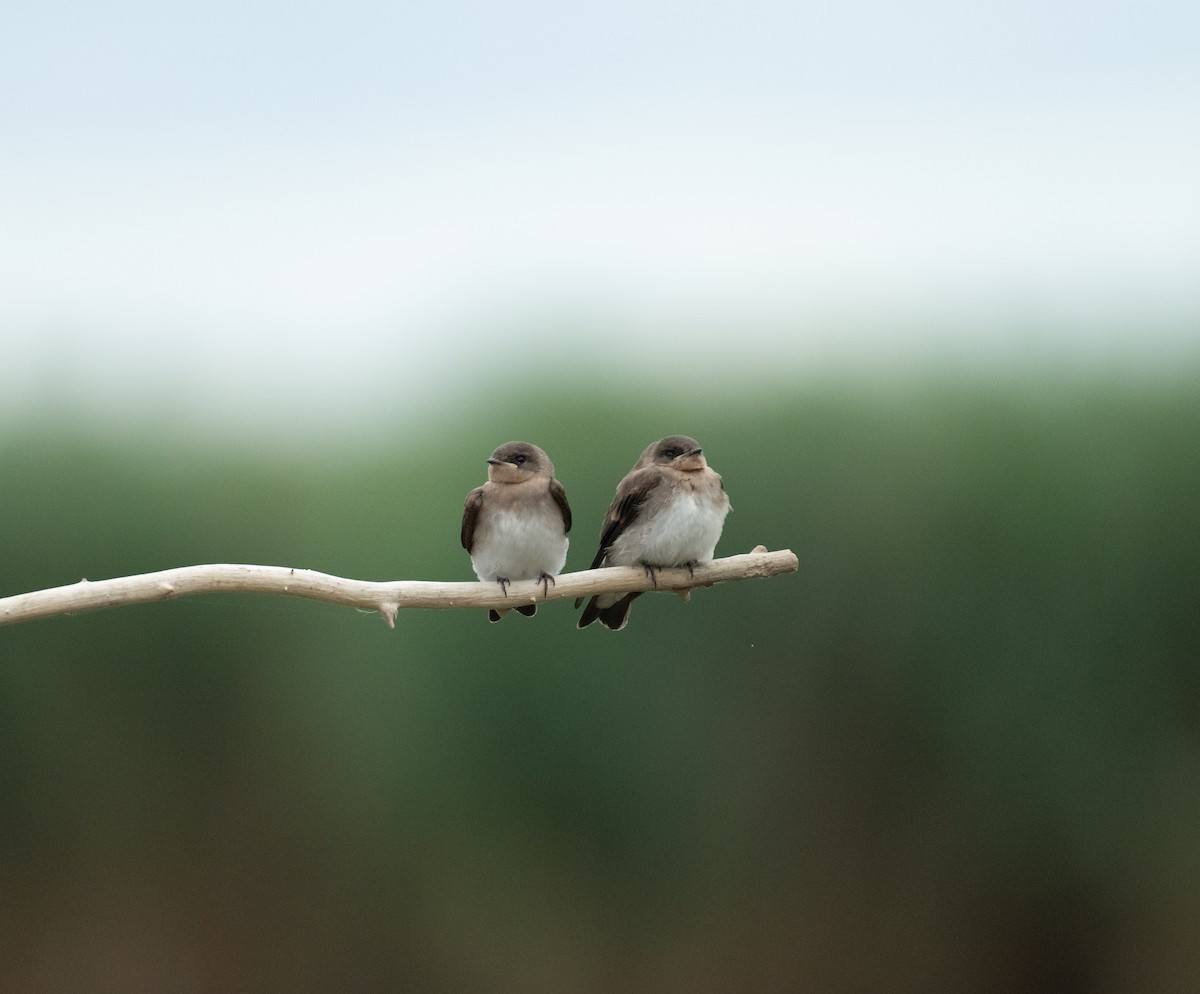 nordtaggsvale - ML646367581