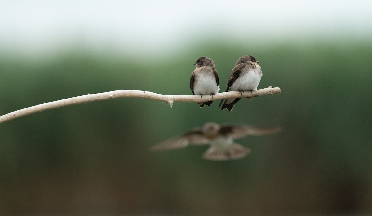 nordtaggsvale - ML646367582