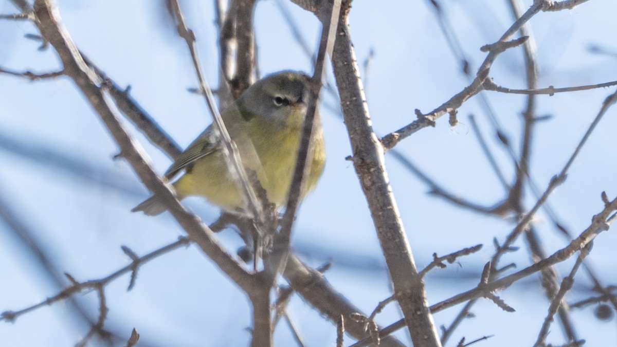 Orange-crowned Warbler - ML646367584