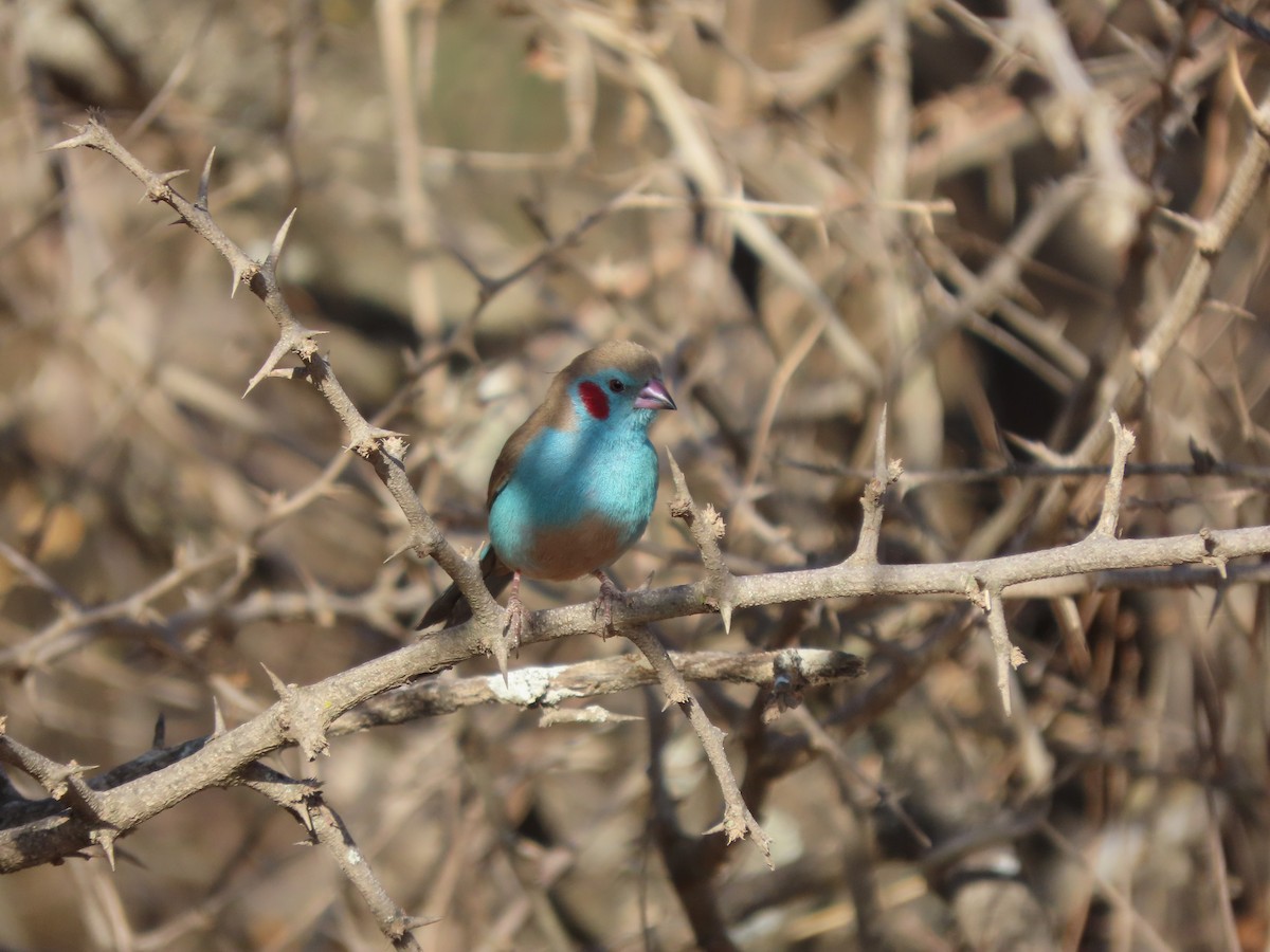 Астрильд-метелик червонощокий - ML646367586