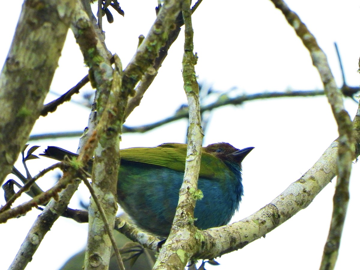 Гирола - ML646367588