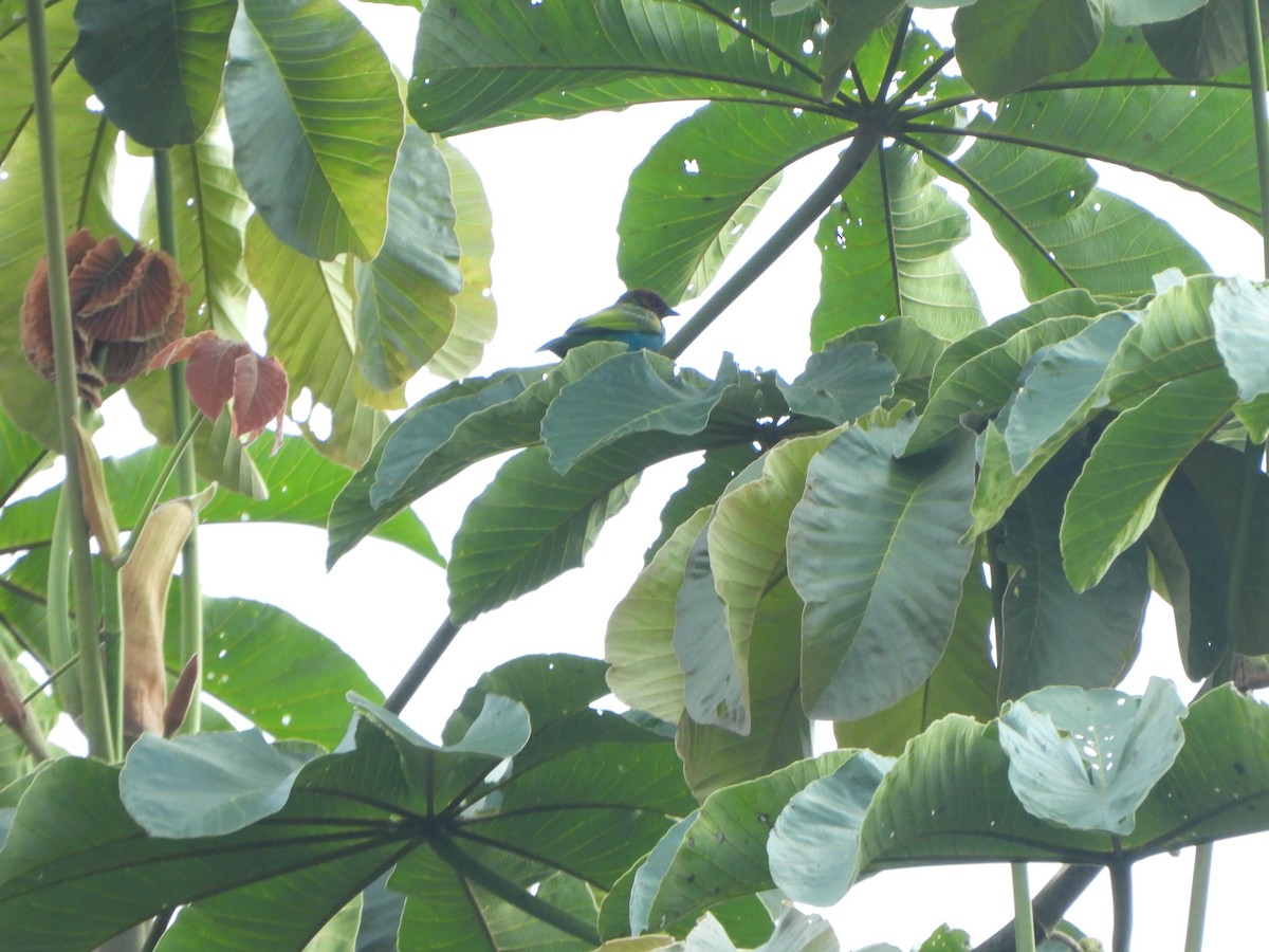 Tangara Cabecibaya - ML646367589