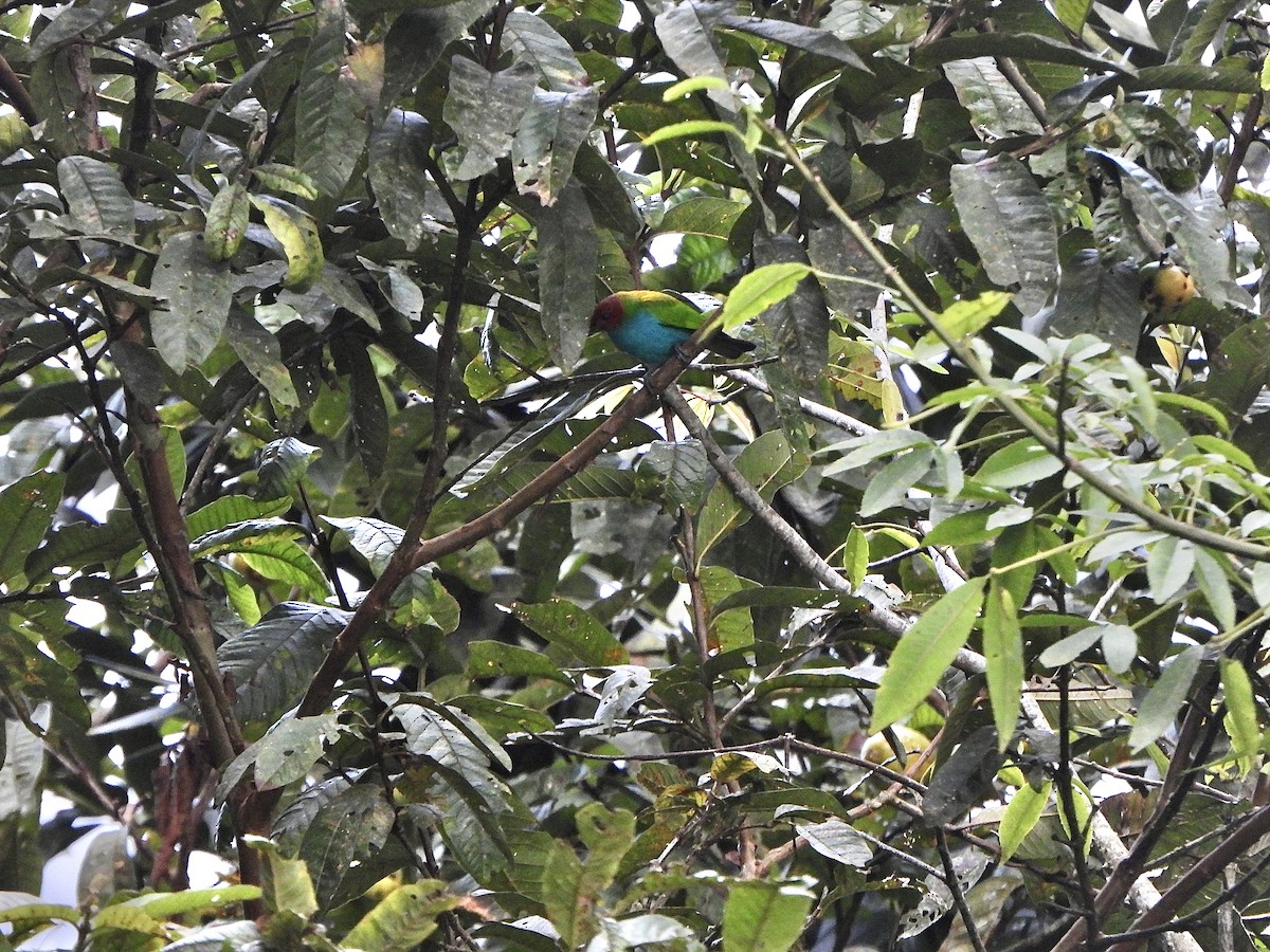 Гирола - ML646367590