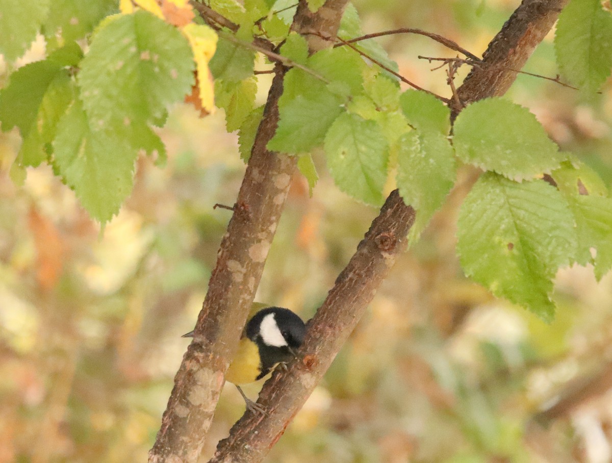 Синиця велика - ML646367591