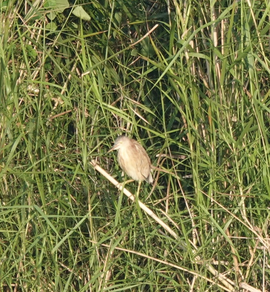 Бугайчик китайський - ML646367592