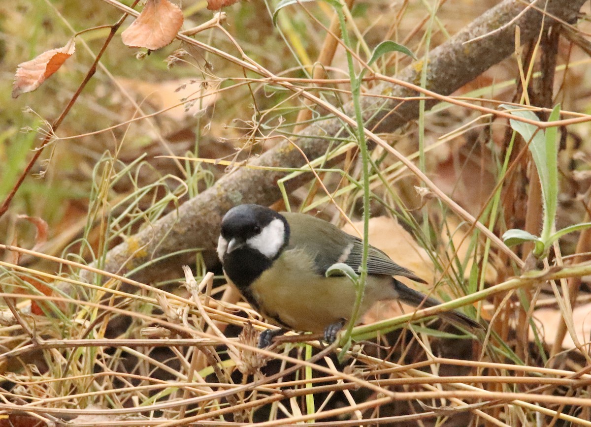 Синиця велика - ML646367593
